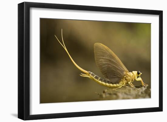 Tisza Mayfly (Palingenia Longicauda) Portrait, Tisza River, Hungary, June 2009-Radisics-Framed Photographic Print