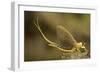 Tisza Mayfly (Palingenia Longicauda) Portrait, Tisza River, Hungary, June 2009-Radisics-Framed Photographic Print