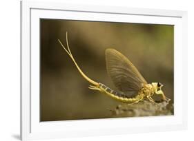 Tisza Mayfly (Palingenia Longicauda) Portrait, Tisza River, Hungary, June 2009-Radisics-Framed Photographic Print