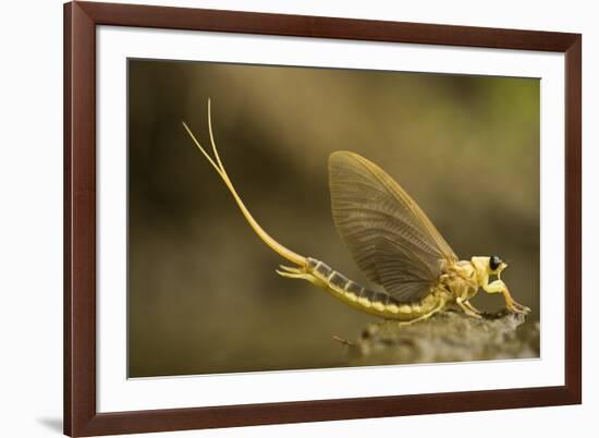 Tisza Mayfly (Palingenia Longicauda) Portrait, Tisza River, Hungary, June 2009-Radisics-Framed Photographic Print