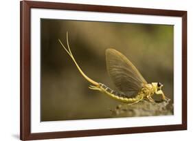 Tisza Mayfly (Palingenia Longicauda) Portrait, Tisza River, Hungary, June 2009-Radisics-Framed Photographic Print