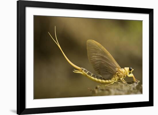 Tisza Mayfly (Palingenia Longicauda) Portrait, Tisza River, Hungary, June 2009-Radisics-Framed Photographic Print