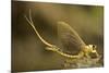 Tisza Mayfly (Palingenia Longicauda) Portrait, Tisza River, Hungary, June 2009-Radisics-Mounted Photographic Print