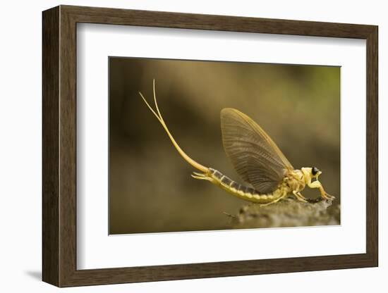 Tisza Mayfly (Palingenia Longicauda) Portrait, Tisza River, Hungary, June 2009-Radisics-Framed Photographic Print