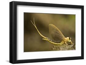 Tisza Mayfly (Palingenia Longicauda) Portrait, Tisza River, Hungary, June 2009-Radisics-Framed Photographic Print