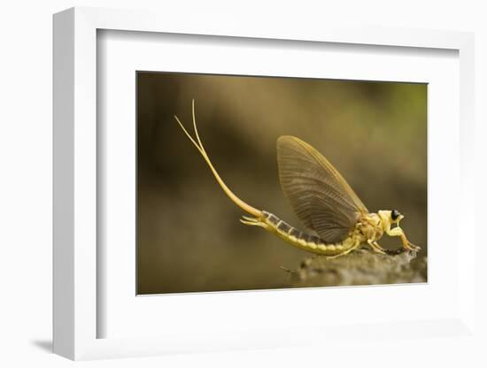 Tisza Mayfly (Palingenia Longicauda) Portrait, Tisza River, Hungary, June 2009-Radisics-Framed Photographic Print