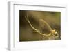 Tisza Mayfly (Palingenia Longicauda) Portrait, Tisza River, Hungary, June 2009-Radisics-Framed Photographic Print