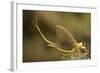 Tisza Mayfly (Palingenia Longicauda) Portrait, Tisza River, Hungary, June 2009-Radisics-Framed Photographic Print