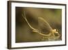 Tisza Mayfly (Palingenia Longicauda) Portrait, Tisza River, Hungary, June 2009-Radisics-Framed Photographic Print