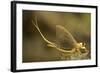 Tisza Mayfly (Palingenia Longicauda) Portrait, Tisza River, Hungary, June 2009-Radisics-Framed Photographic Print