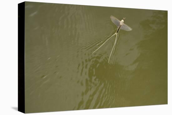 Tisza Mayfly (Palingenia Longicauda) Taking Off from Water, Tisza River, Hungary, June 2009-Radisics-Stretched Canvas