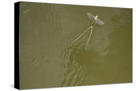 Tisza Mayfly (Palingenia Longicauda) Taking Off from Water, Tisza River, Hungary, June 2009-Radisics-Stretched Canvas