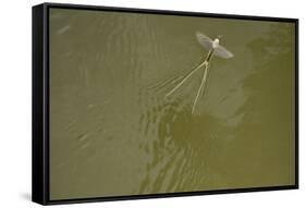 Tisza Mayfly (Palingenia Longicauda) Taking Off from Water, Tisza River, Hungary, June 2009-Radisics-Framed Stretched Canvas