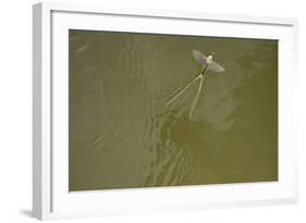 Tisza Mayfly (Palingenia Longicauda) Taking Off from Water, Tisza River, Hungary, June 2009-Radisics-Framed Photographic Print