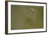 Tisza Mayfly (Palingenia Longicauda) Taking Off from Water, Tisza River, Hungary, June 2009-Radisics-Framed Photographic Print