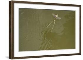 Tisza Mayfly (Palingenia Longicauda) Taking Off from Water, Tisza River, Hungary, June 2009-Radisics-Framed Photographic Print