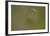 Tisza Mayfly (Palingenia Longicauda) Taking Off from Water, Tisza River, Hungary, June 2009-Radisics-Framed Photographic Print