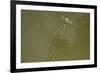 Tisza Mayfly (Palingenia Longicauda) Taking Off from Water, Tisza River, Hungary, June 2009-Radisics-Framed Photographic Print