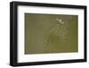 Tisza Mayfly (Palingenia Longicauda) Taking Off from Water, Tisza River, Hungary, June 2009-Radisics-Framed Photographic Print