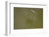 Tisza Mayfly (Palingenia Longicauda) Taking Off from Water, Tisza River, Hungary, June 2009-Radisics-Framed Photographic Print