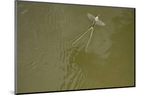 Tisza Mayfly (Palingenia Longicauda) Taking Off from Water, Tisza River, Hungary, June 2009-Radisics-Mounted Photographic Print