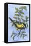 Tit in Blackthorn and Sloe-Nell Hill-Framed Stretched Canvas