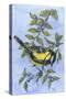 Tit in Blackthorn and Sloe-Nell Hill-Stretched Canvas