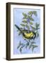 Tit in Blackthorn and Sloe-Nell Hill-Framed Giclee Print