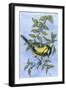 Tit in Blackthorn and Sloe-Nell Hill-Framed Giclee Print