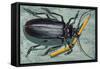 Titan Beetle (Titanus Giganteus), Cerambycidae-null-Framed Stretched Canvas