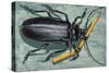 Titan Beetle (Titanus Giganteus), Cerambycidae-null-Stretched Canvas