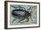 Titan Beetle (Titanus Giganteus), Cerambycidae-null-Framed Giclee Print