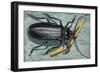 Titan Beetle (Titanus Giganteus), Cerambycidae-null-Framed Giclee Print