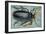 Titan Beetle (Titanus Giganteus), Cerambycidae-null-Framed Giclee Print