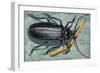 Titan Beetle (Titanus Giganteus), Cerambycidae-null-Framed Giclee Print