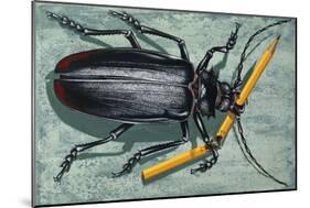 Titan Beetle (Titanus Giganteus), Cerambycidae-null-Mounted Giclee Print