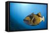 Titan Triggerfish (Balistoides Viridescens)-Reinhard Dirscherl-Framed Stretched Canvas