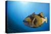 Titan Triggerfish (Balistoides Viridescens)-Reinhard Dirscherl-Stretched Canvas