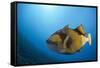 Titan Triggerfish (Balistoides Viridescens)-Reinhard Dirscherl-Framed Stretched Canvas