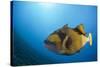 Titan Triggerfish (Balistoides Viridescens)-Reinhard Dirscherl-Stretched Canvas