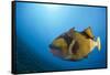 Titan Triggerfish (Balistoides Viridescens)-Reinhard Dirscherl-Framed Stretched Canvas