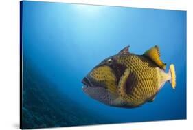 Titan Triggerfish (Balistoides Viridescens)-Reinhard Dirscherl-Stretched Canvas