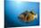 Titan Triggerfish (Balistoides Viridescens)-Reinhard Dirscherl-Stretched Canvas