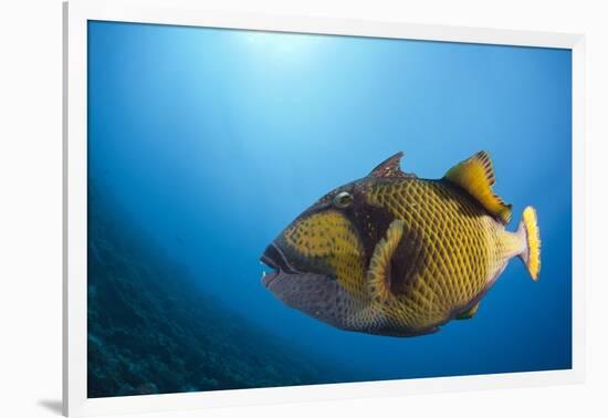 Titan Triggerfish (Balistoides Viridescens)-Reinhard Dirscherl-Framed Photographic Print