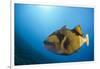 Titan Triggerfish (Balistoides Viridescens)-Reinhard Dirscherl-Framed Photographic Print