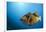 Titan Triggerfish (Balistoides Viridescens)-Reinhard Dirscherl-Framed Photographic Print