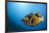 Titan Triggerfish (Balistoides Viridescens)-Reinhard Dirscherl-Framed Photographic Print