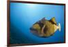 Titan Triggerfish (Balistoides Viridescens)-Reinhard Dirscherl-Framed Photographic Print