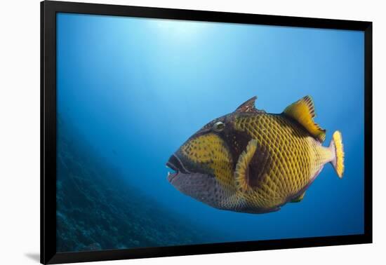 Titan Triggerfish (Balistoides Viridescens)-Reinhard Dirscherl-Framed Photographic Print