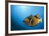 Titan Triggerfish (Balistoides Viridescens)-Reinhard Dirscherl-Framed Photographic Print